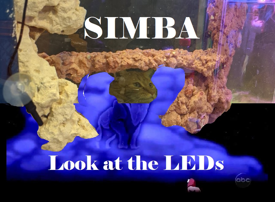 Funny Simba R2R sub.jpg