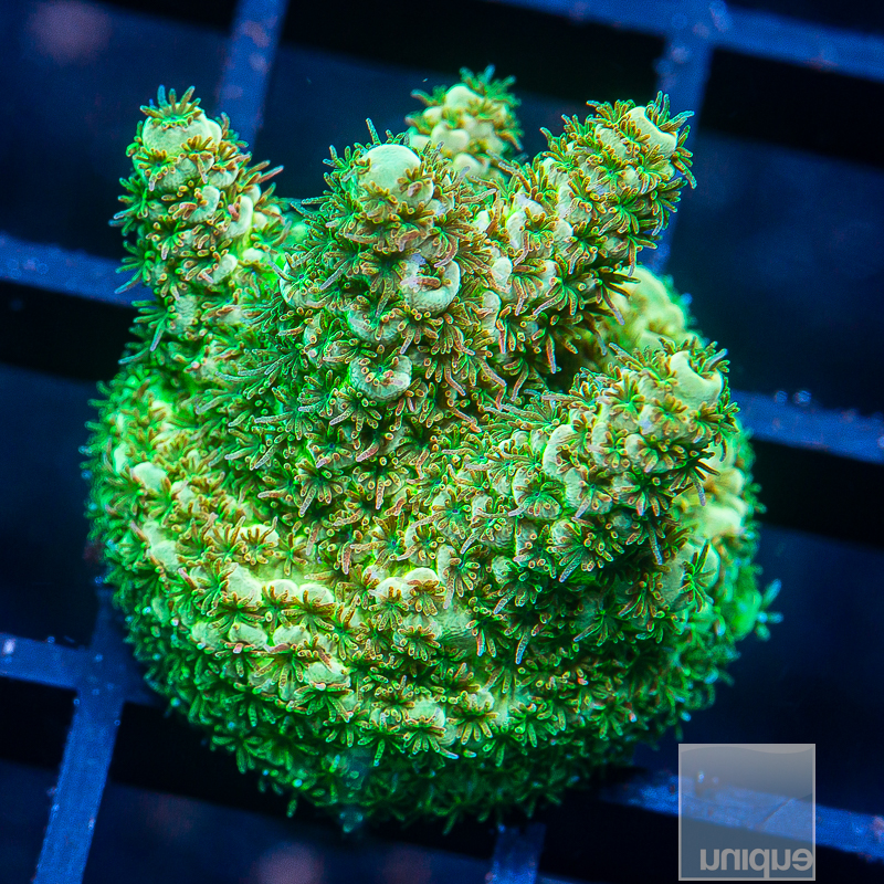 Fuzzy Golden Millepora 99 58.JPG