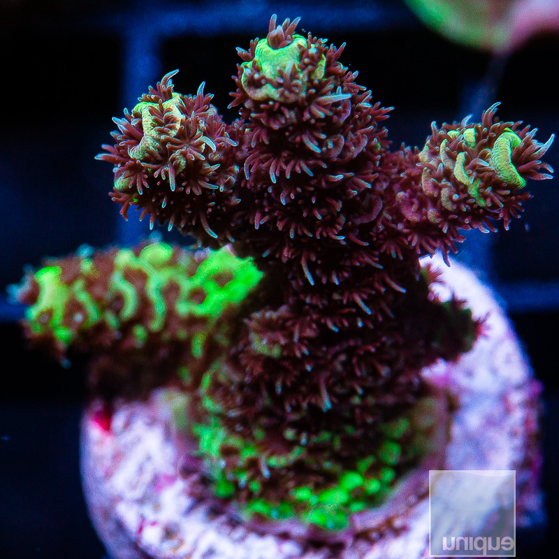 Fuzzy Millepora 79 46.JPG