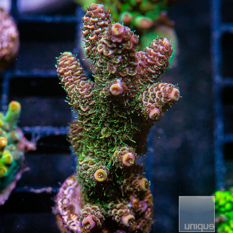 Fuzzy Millepora Chunk 159 102.JPG