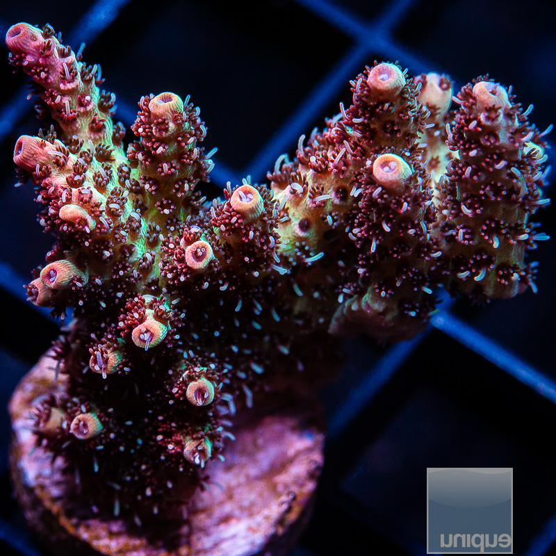 Fuzzy Millepora Chunk 99 65.JPG