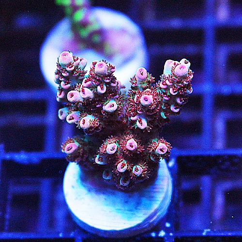 G100 JD Moody Blues Acropora XXL Frag 499-299.jpg