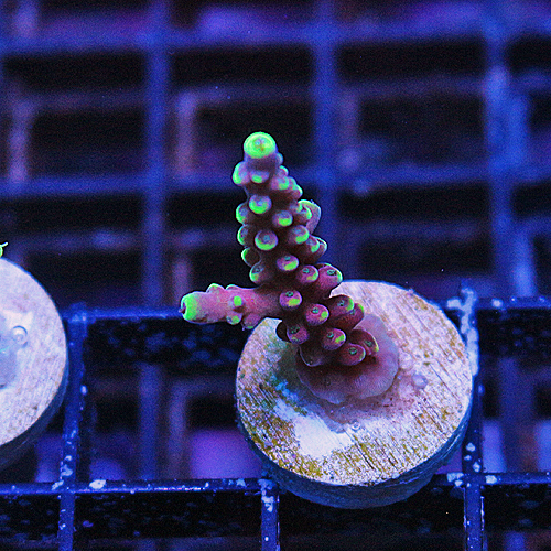 G102 LRO Lunar Lemonade Acropora 399-199.jpg