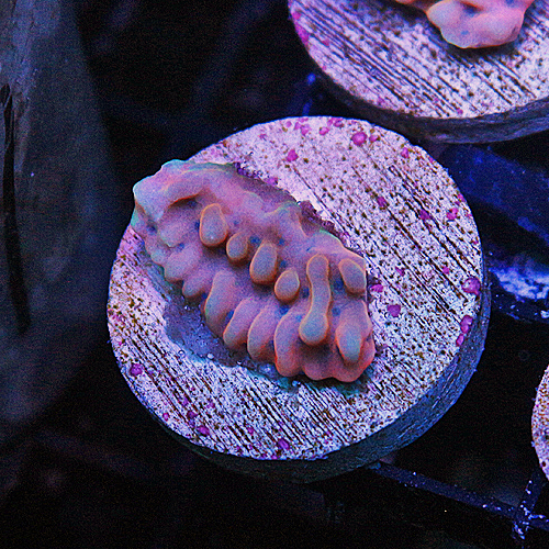 G108 JD Rainbow Nebula Montipora 299-179.jpg