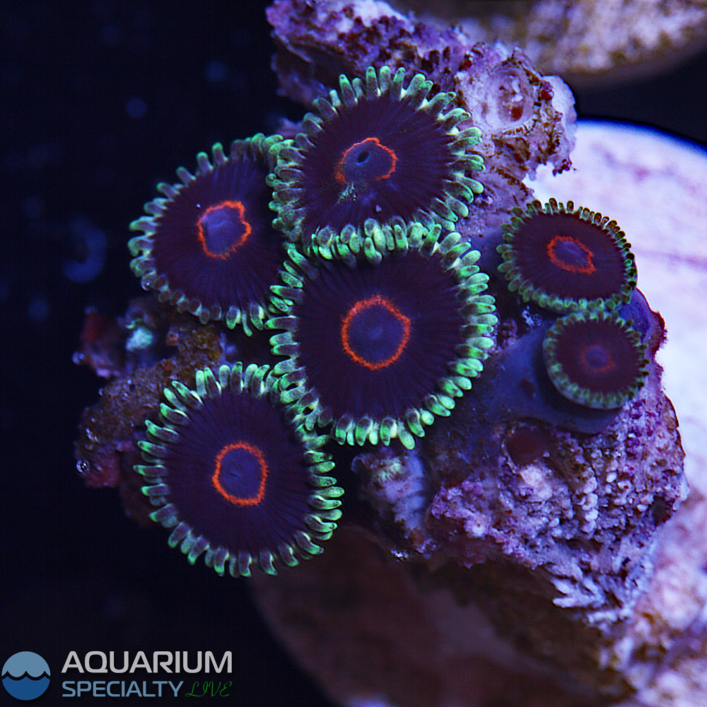 G5-D36-PR-black-heart-zoa[1].jpg