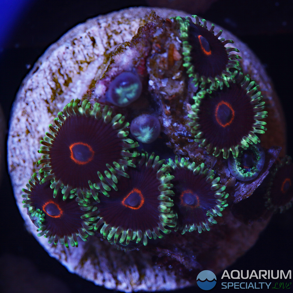 G5-D37-PR-black-heart-zoa[1].jpg