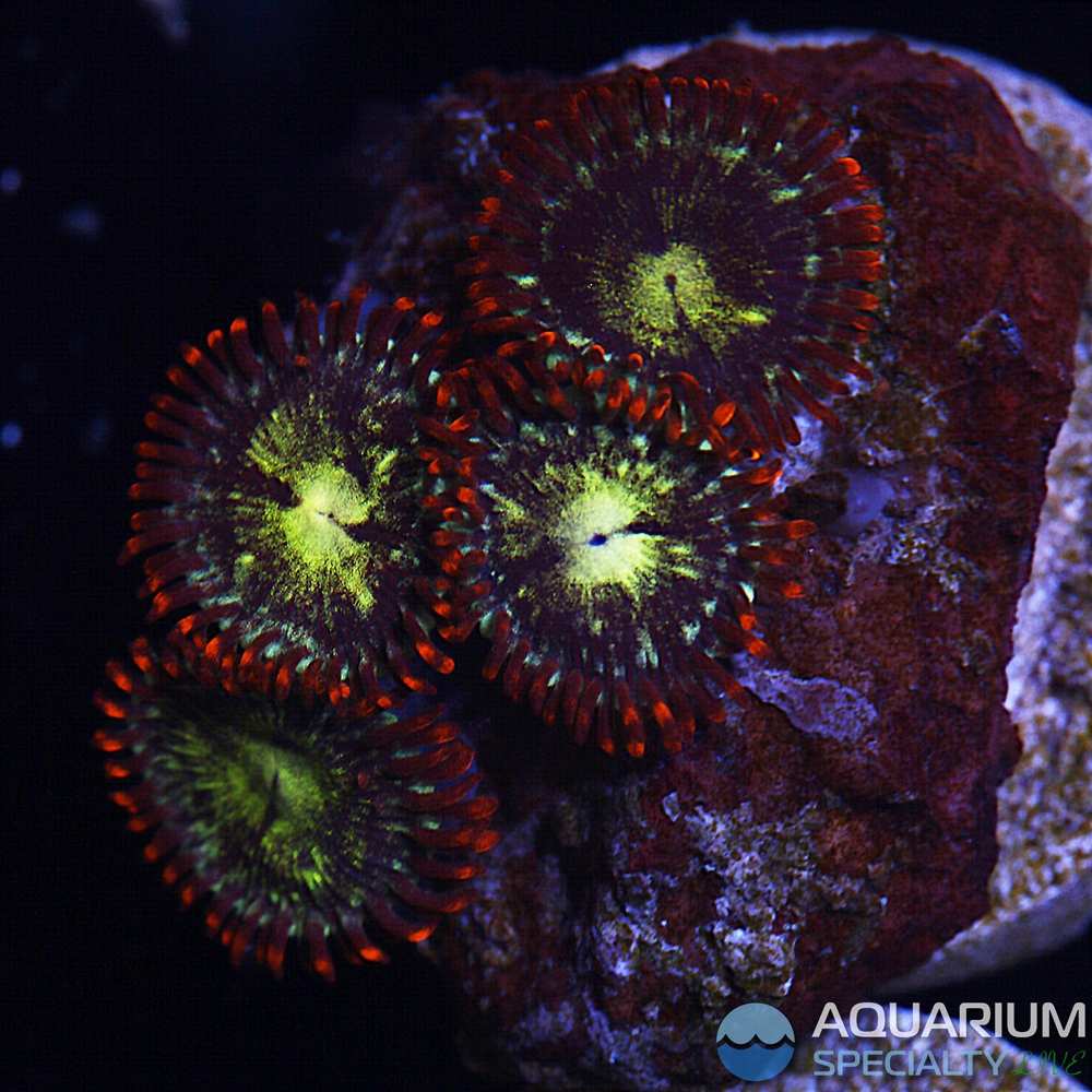 g5-d41-unknown-zoa.jpg