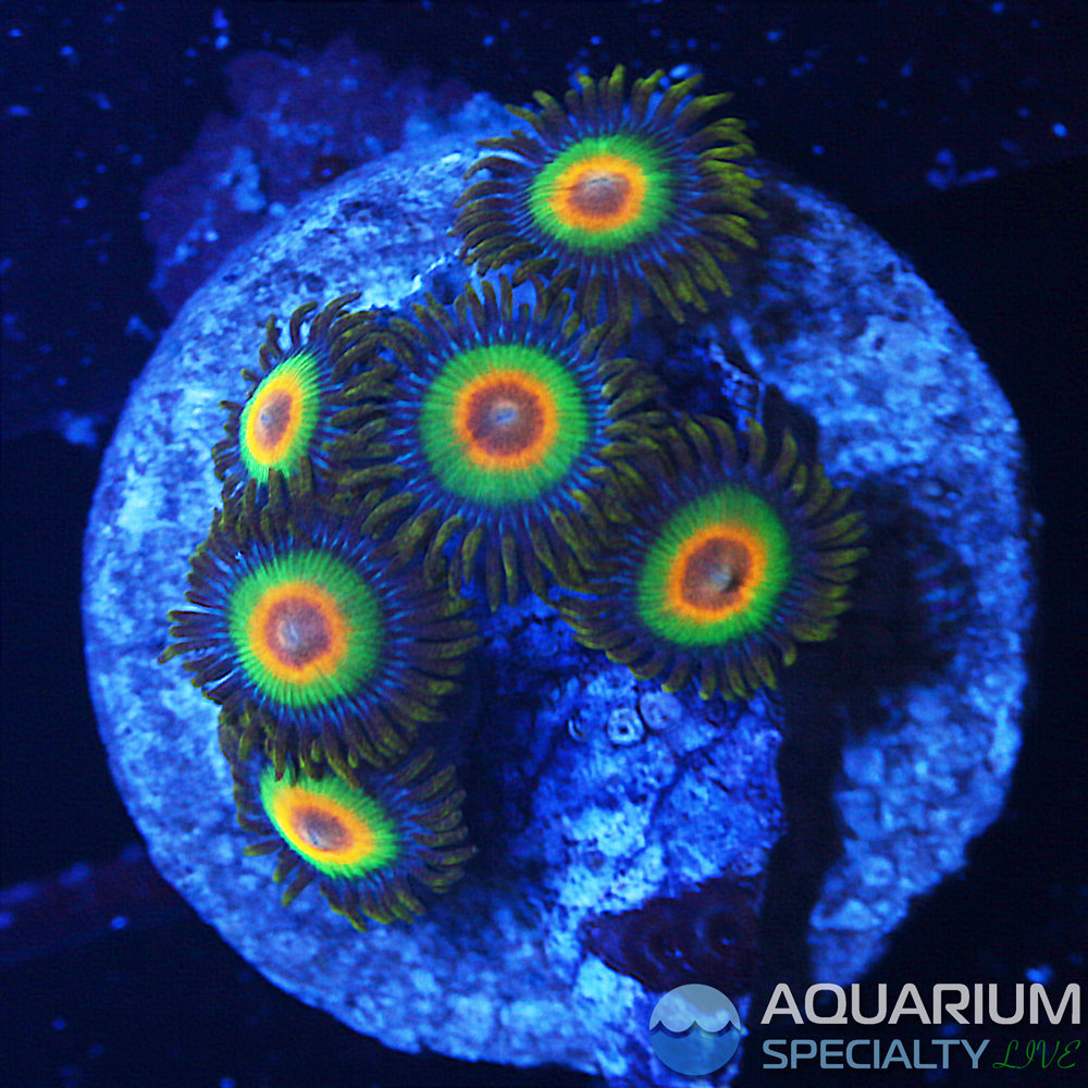 G5-D45-rasta-zoa.jpg