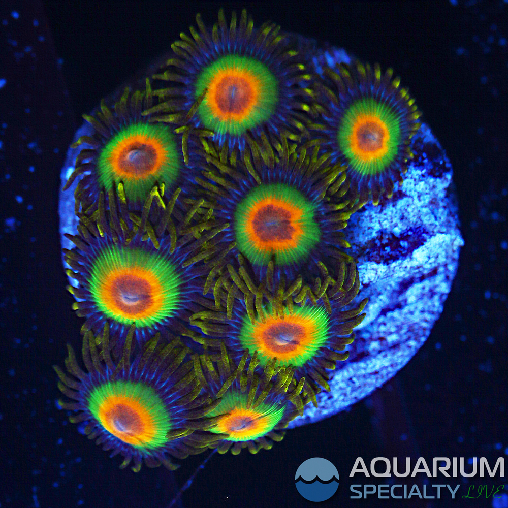 G5-D46-rasta-zoa.jpg