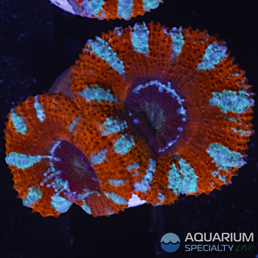 G5-D49-acan.jpg