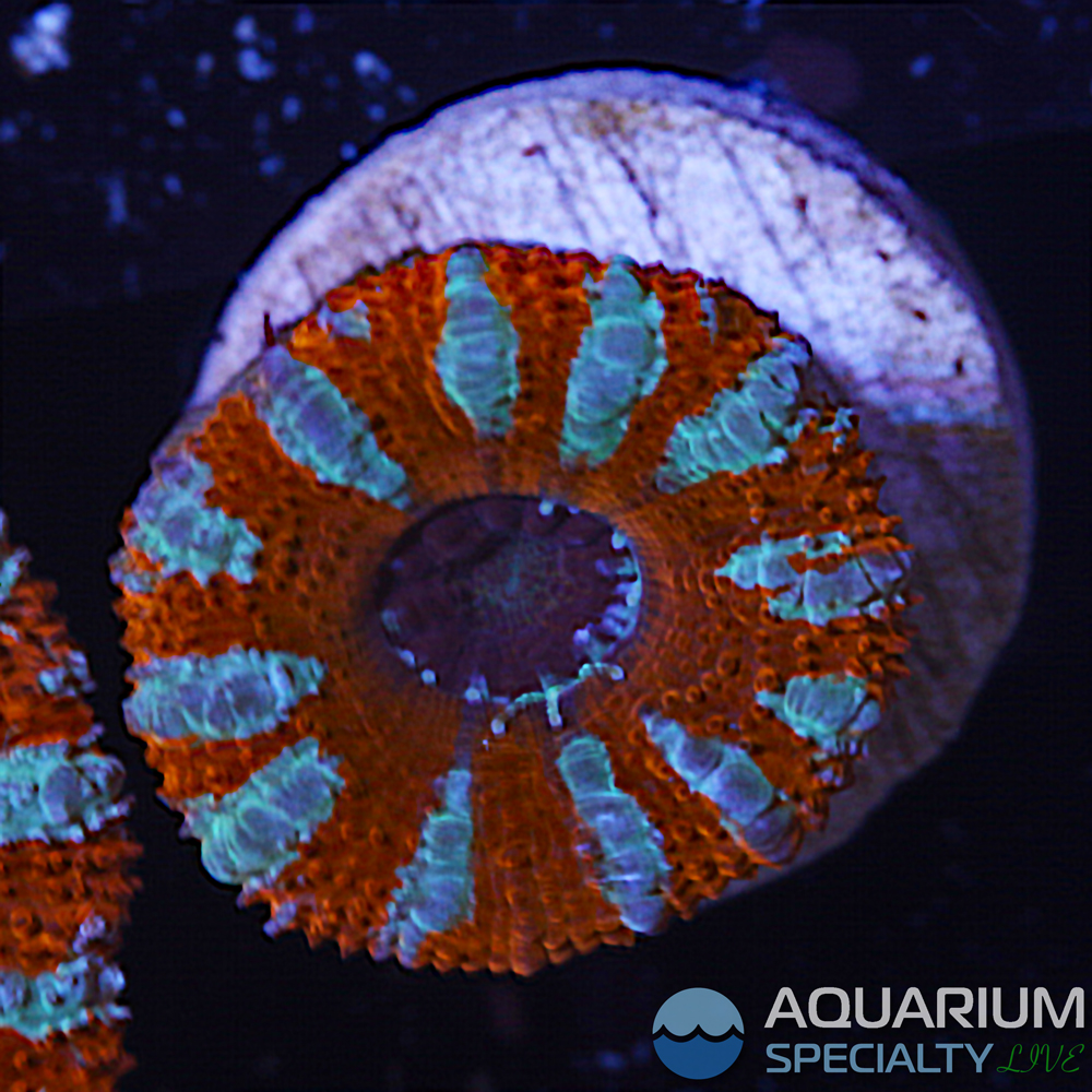 G5-D50-acan.jpg