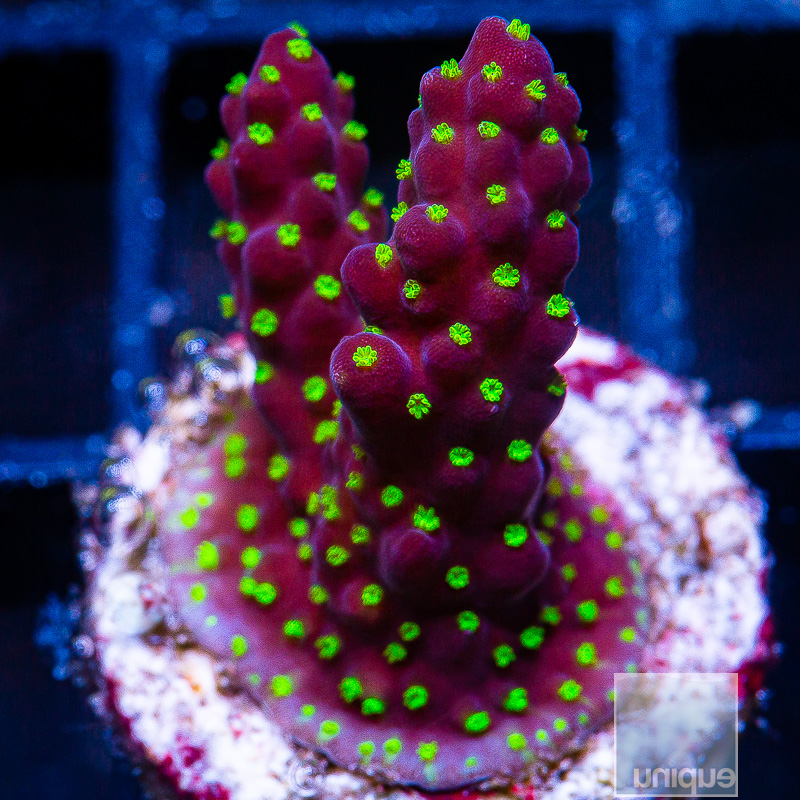 Garf Bonsai Acropora 42 10.JPG