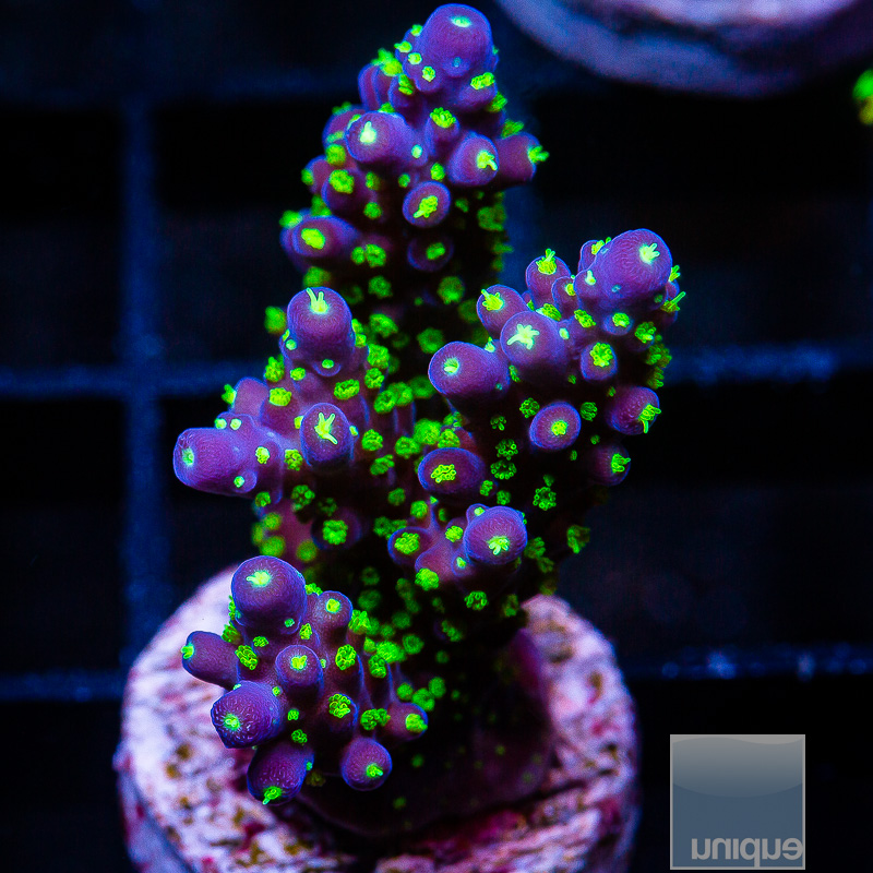 Garf Bonsai Acropora 44 20.JPG