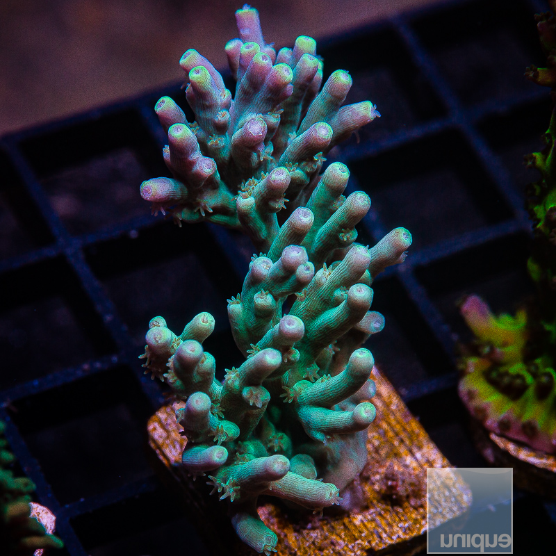 Garys Deepwater Acropora 299 170.JPG