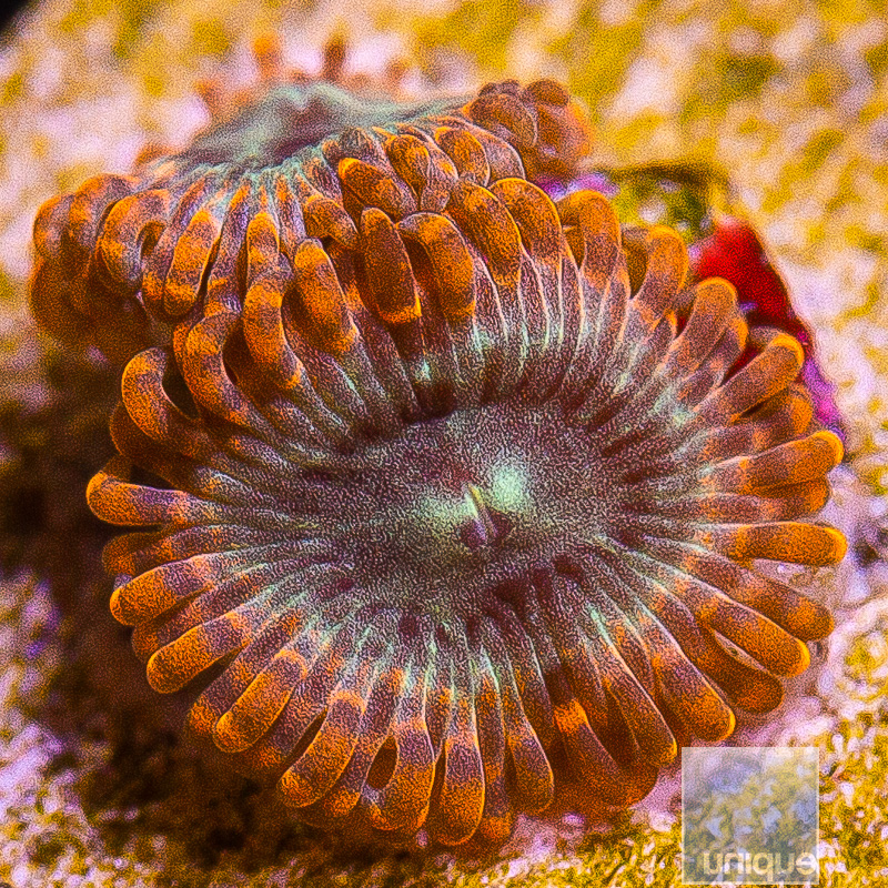 Gatorade Zoanthid 29 14.JPG