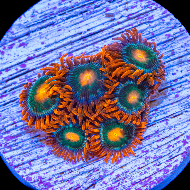 gatorade zoas.jpg