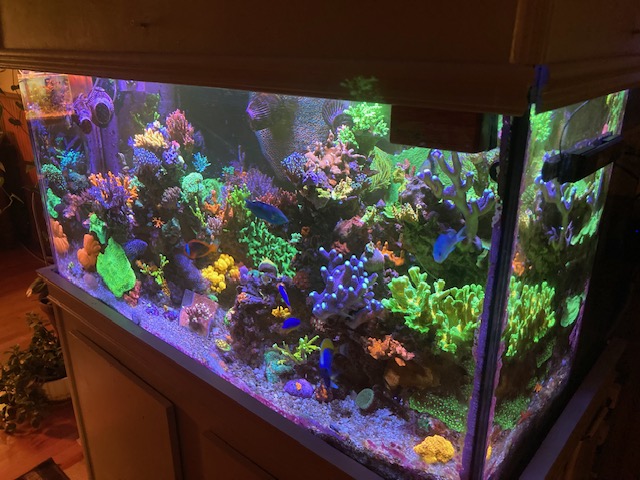 Geldof 120 Gallon Mixed Reef 2023.jpg