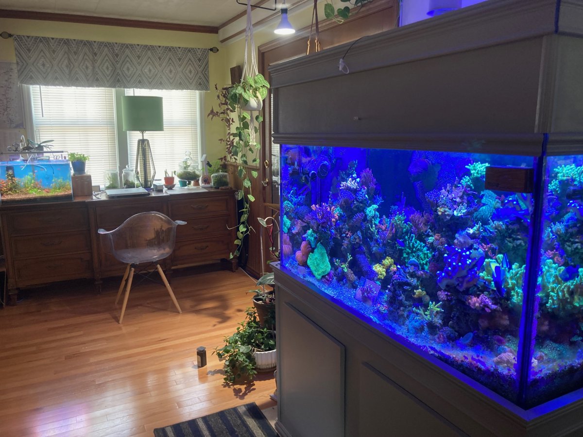 Geldof 120 mixed reef display in home.jpg