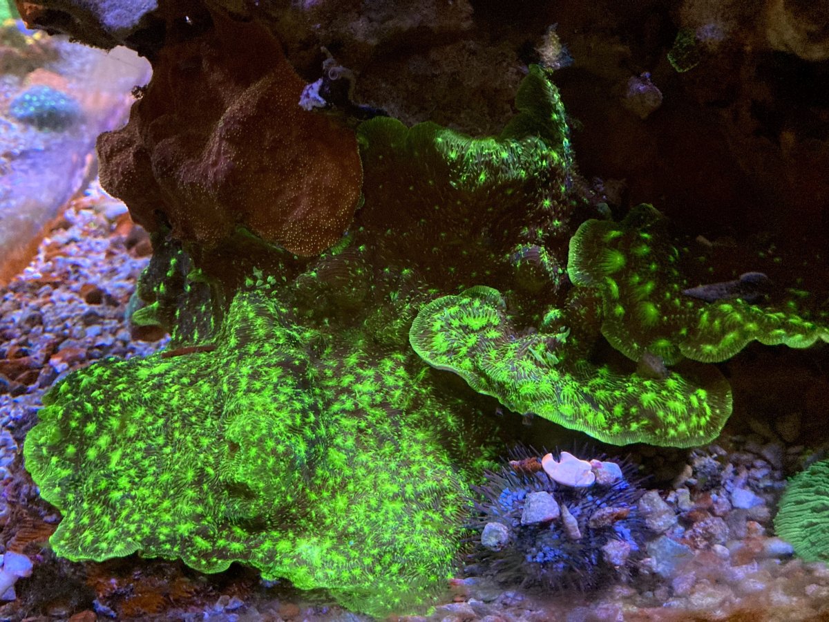 Geldof Mixed Reef Coral 6-14-2024.jpg