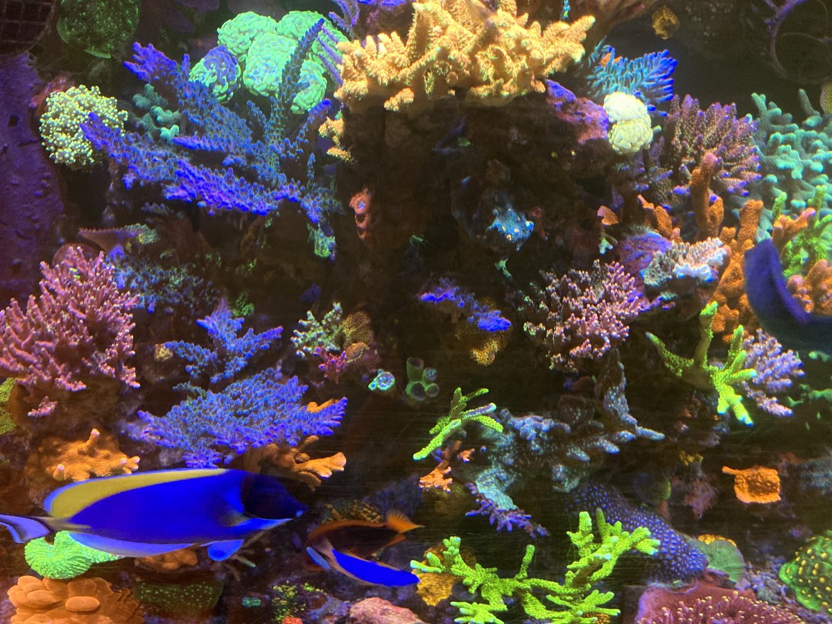 Geldof Mixed Reef Tank 2 6-14-24.jpg