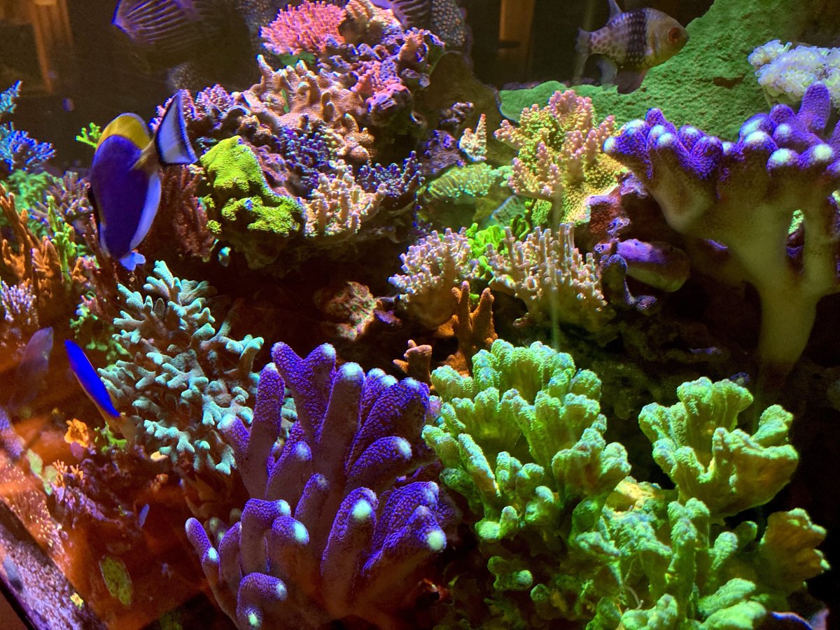 Geldof Mixed Reef Tank 6-14-24.jpg