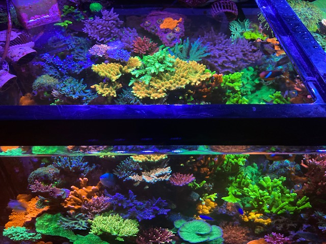 Geldof Mixed Reef Top Down 1.jpg