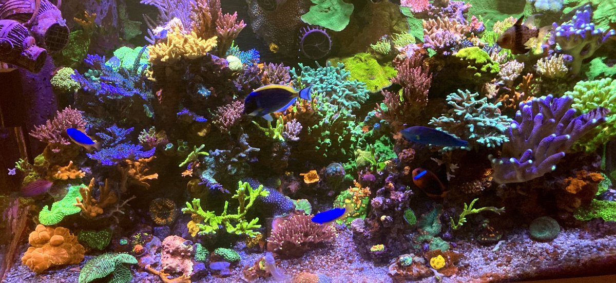 Geldof SPS Mixed Reef Aquarium 6:14:2024.jpg