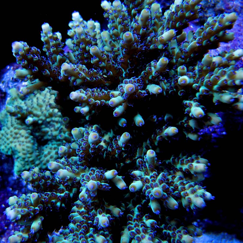 german blue polyp.jpg