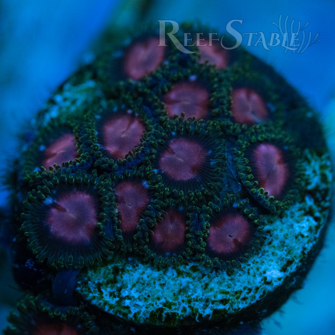 ghost-halo-zoa-colony.jpg