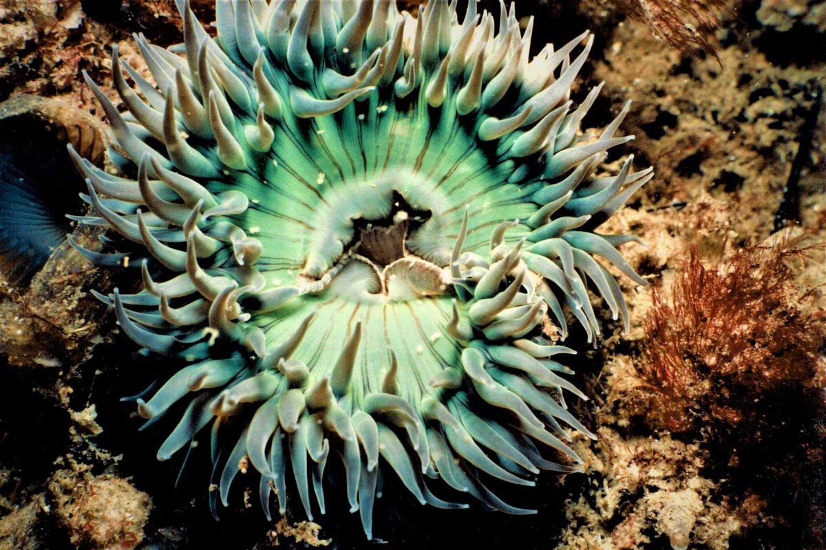 Giant Green Sea Anemone 1.JPG