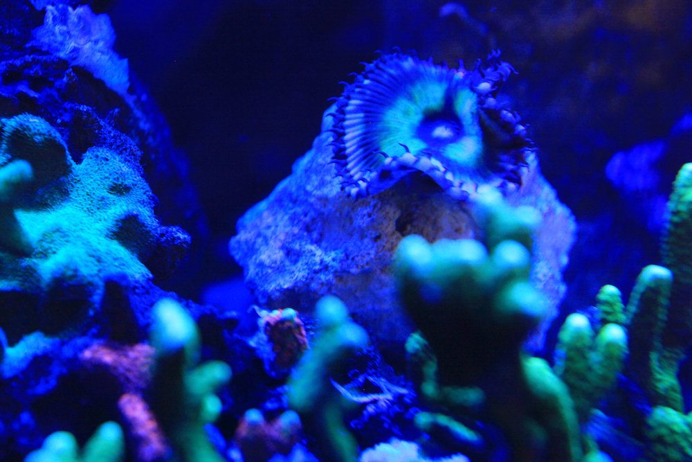 Giant Palythoa Matthew Geldof 120 Reef Aquarium.jpg