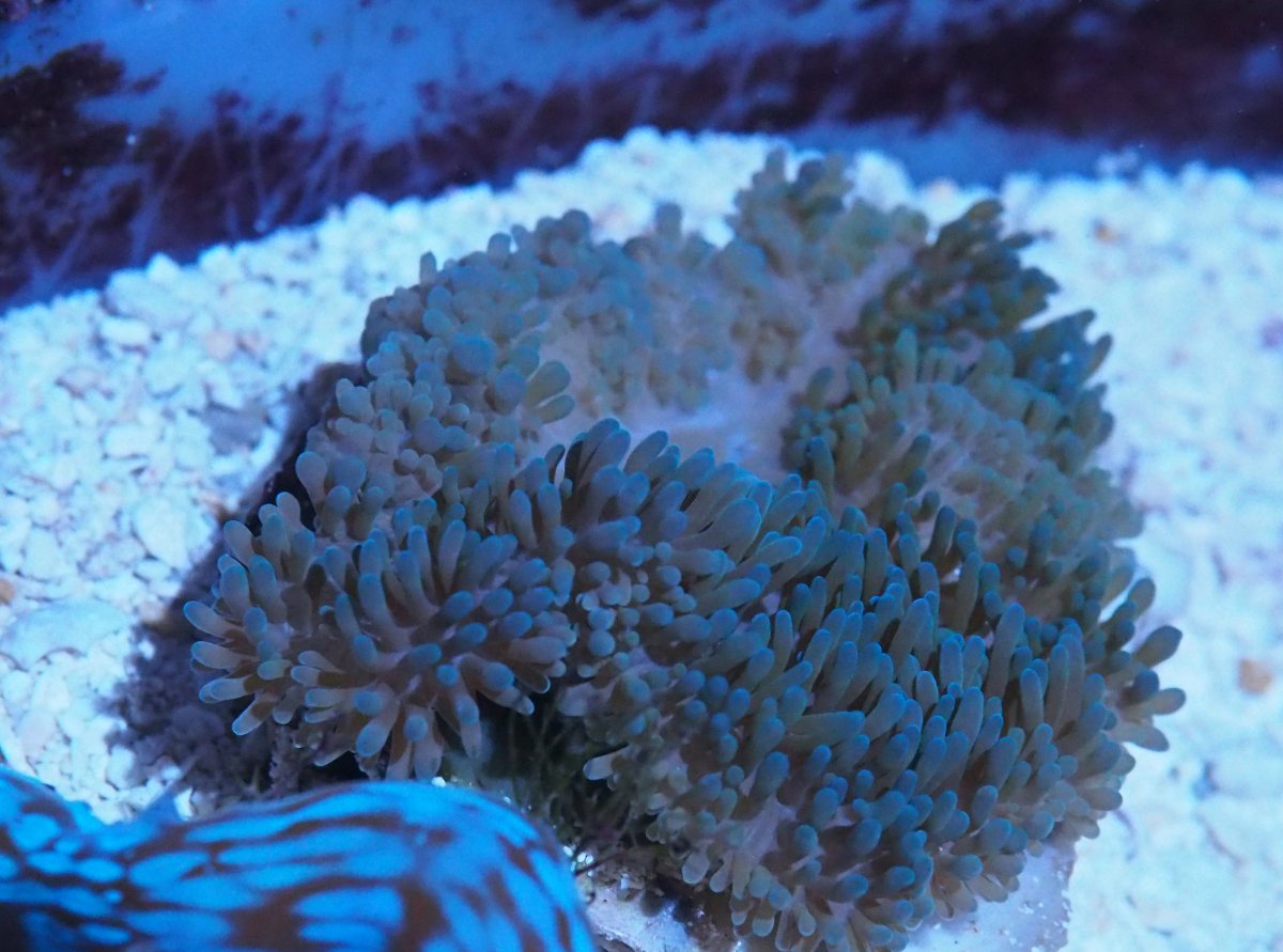 Gigantea2019073101Blue.jpg