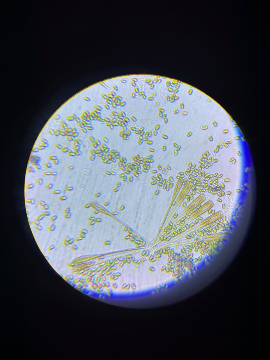 glass_Microsope2.jpg