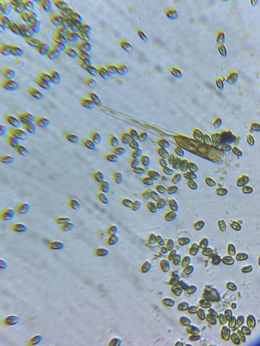 glass_Microsope3.jpg