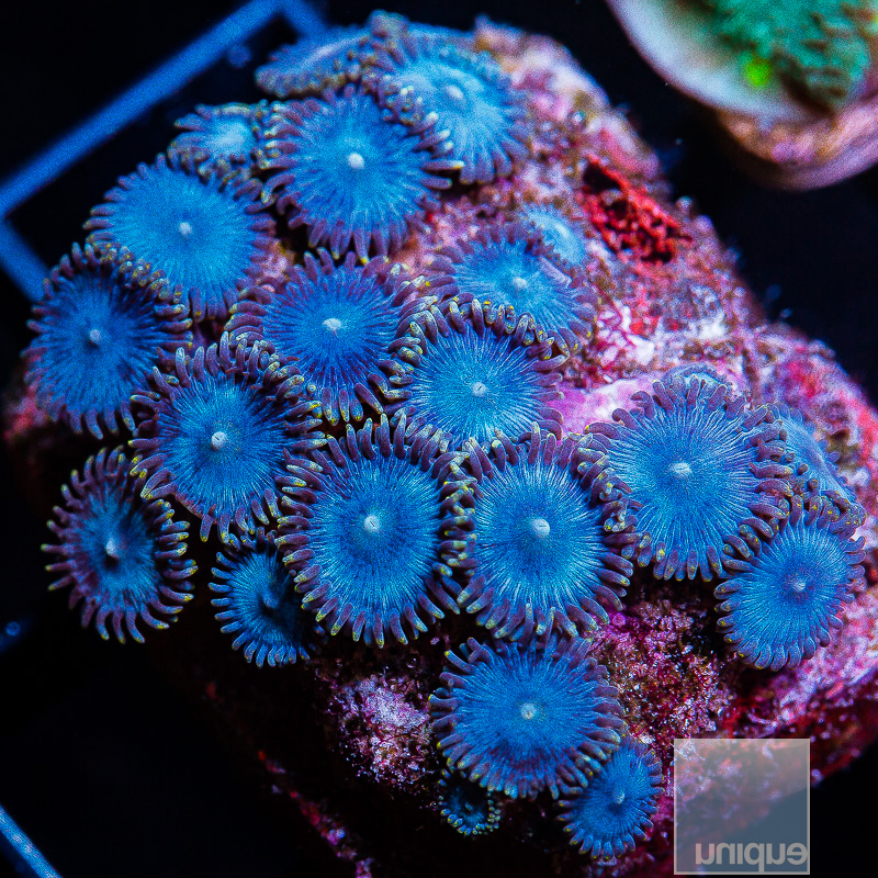 Glenns Blues Zoanthid 119 46.JPG