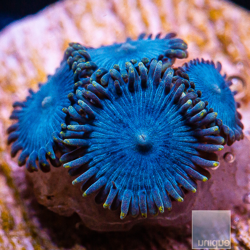 Glenns Blues Zoanthid 29 15.JPG