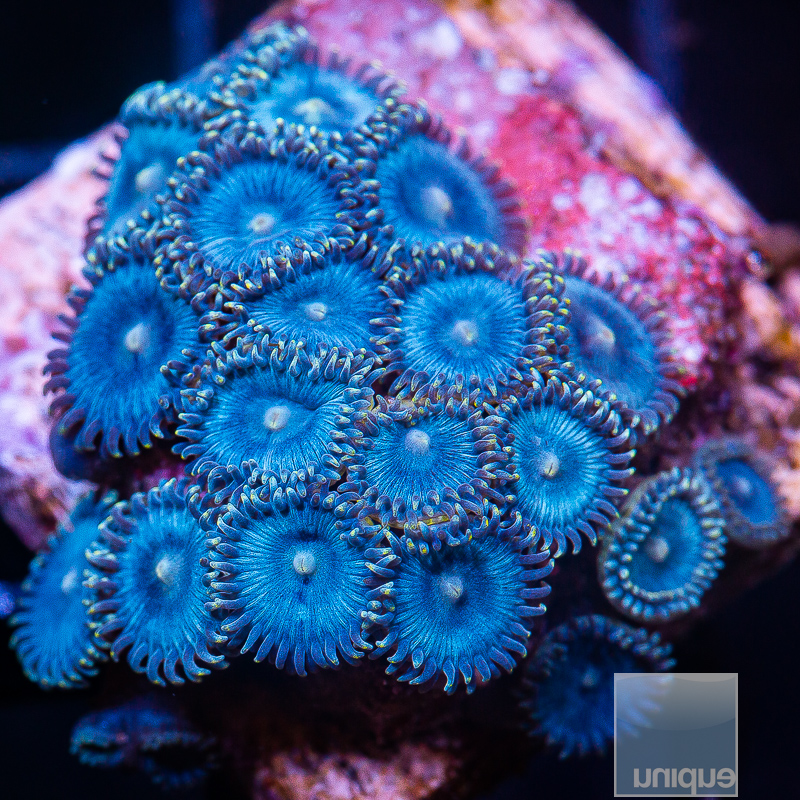 Glenns Blues Zoanthid growout 149 65.JPG