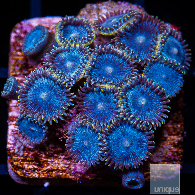 Glenns Blues Zoanthids 59 34.JPG