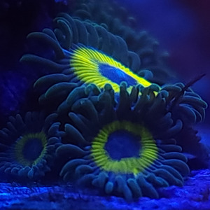 glo-worm-zoa-display.jpg