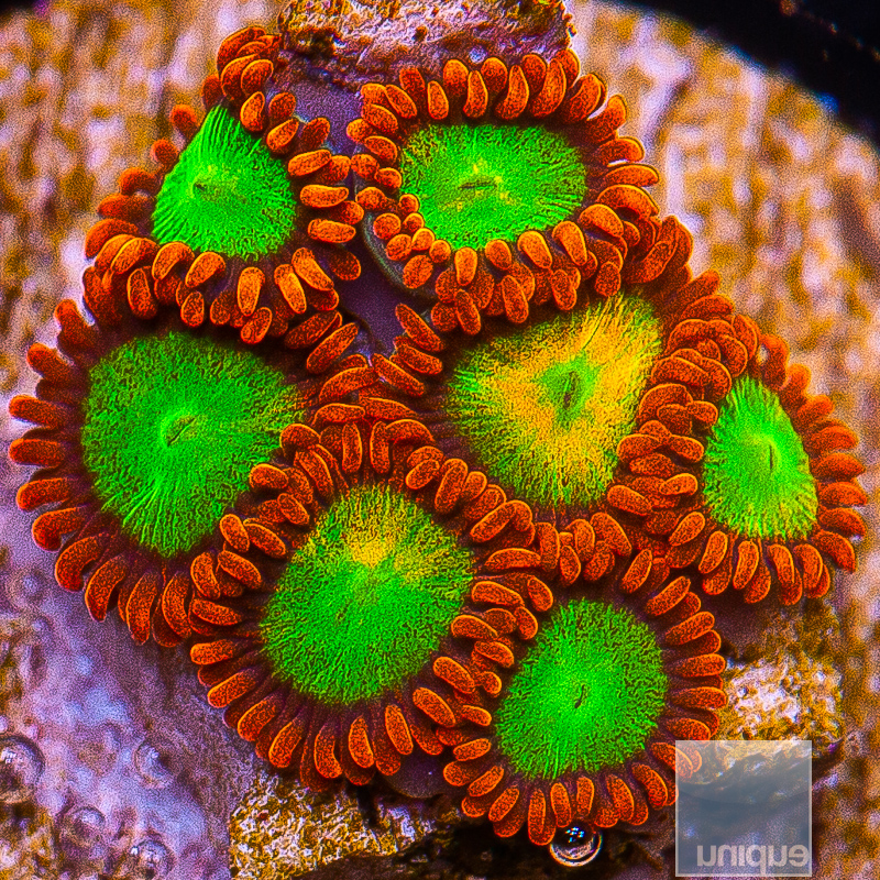 Goblin on Fire Zoanthid 129 80.JPG