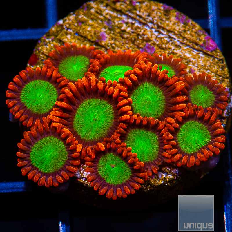 Goblin on Fire Zoanthid 149 86.JPG