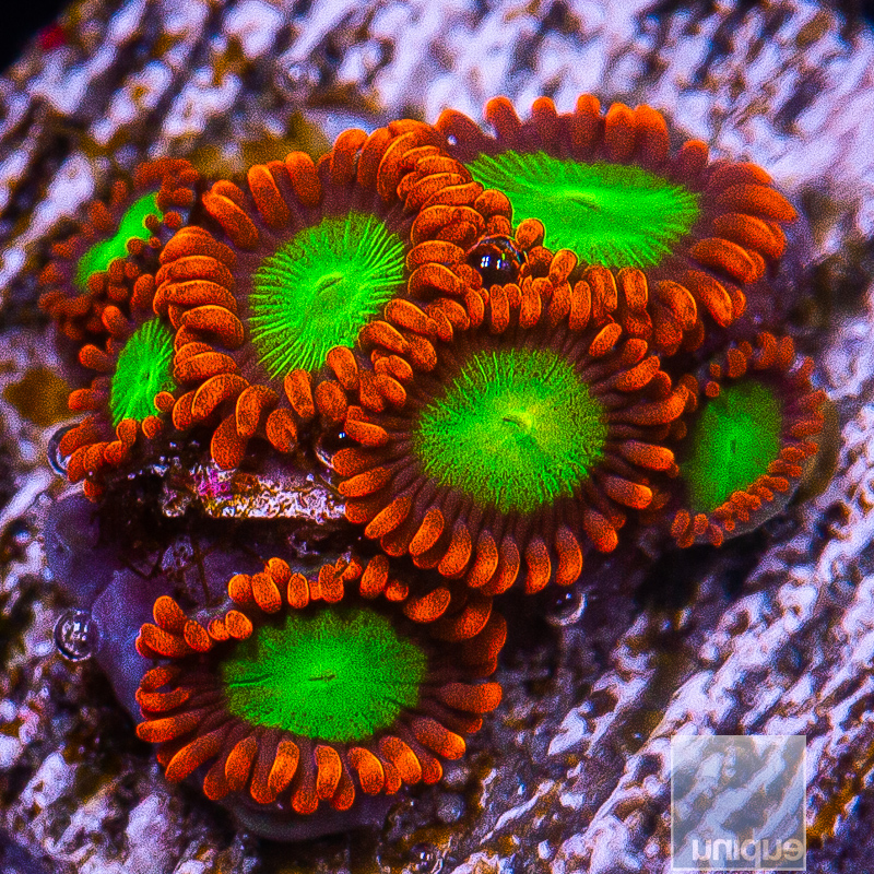 Goblin on Fire Zoanthid 69 40.JPG