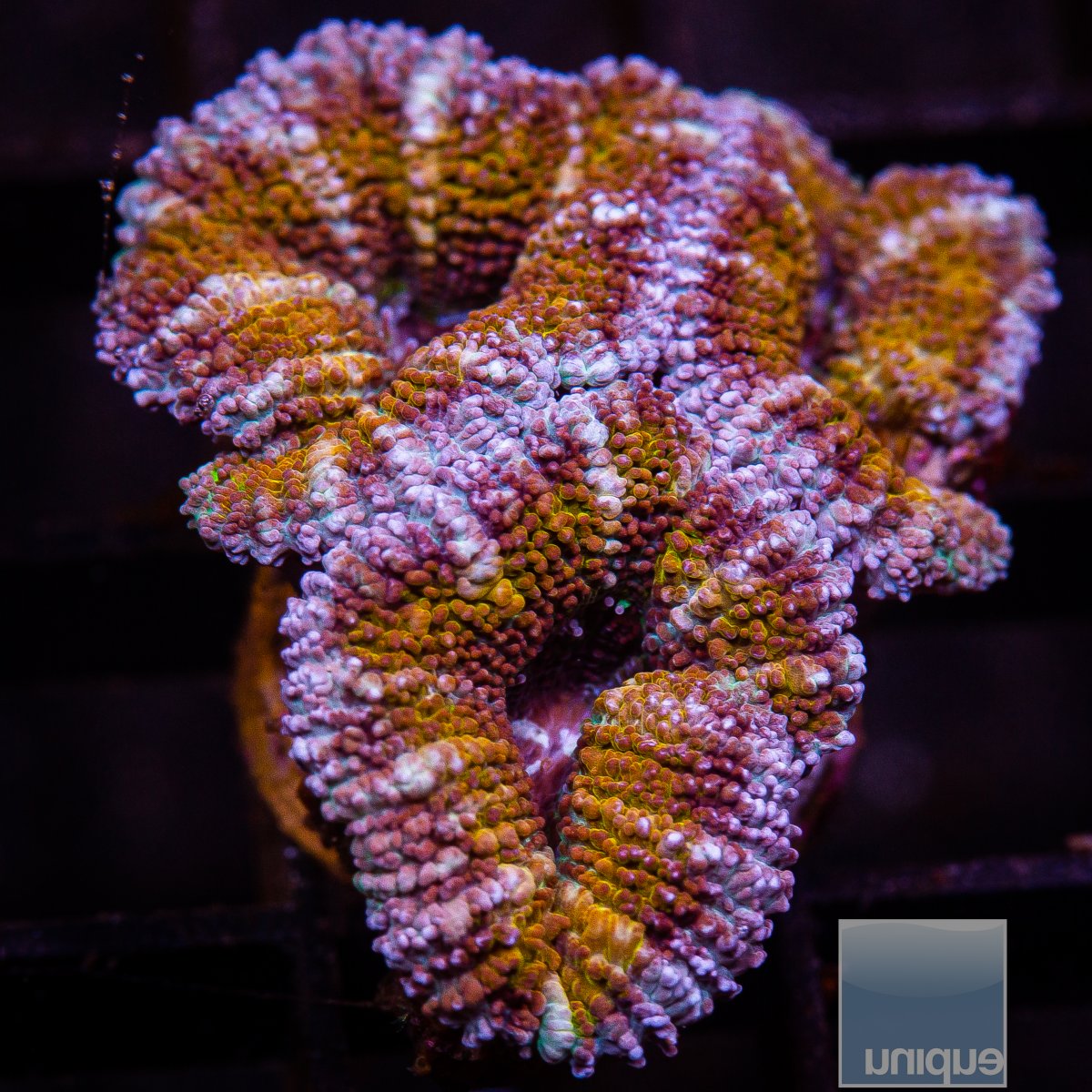 Gold and Purple Acan Lord 59 31.JPG