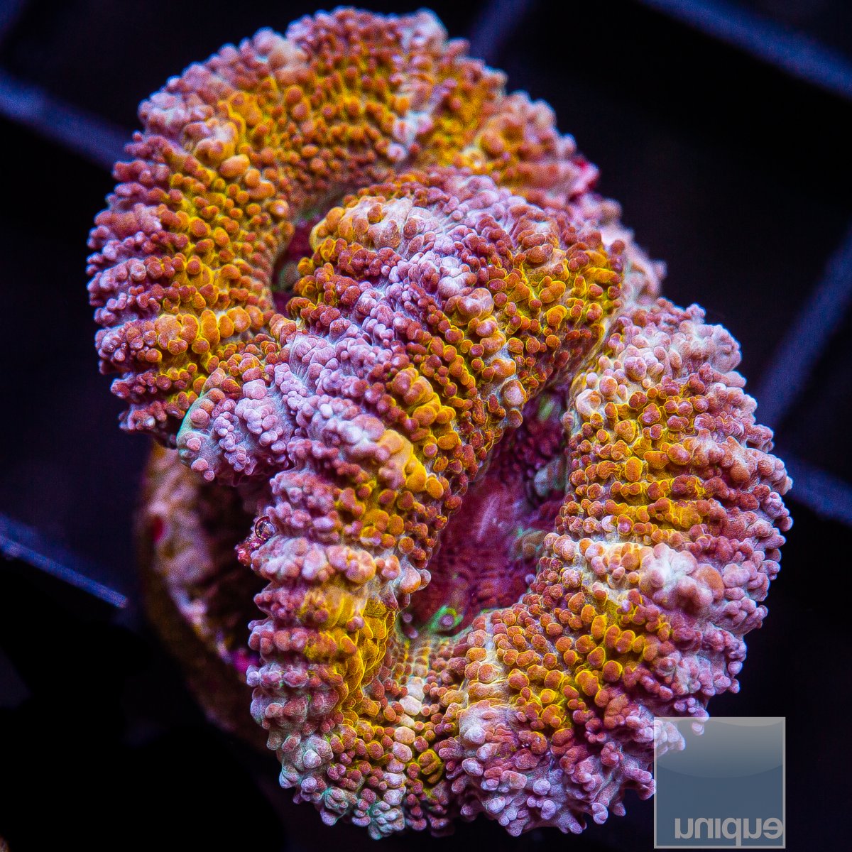 Gold and Purple Acan Lord 69 26.JPG