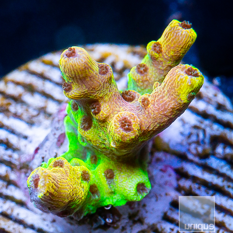 Golden Acropora 89 52.JPG