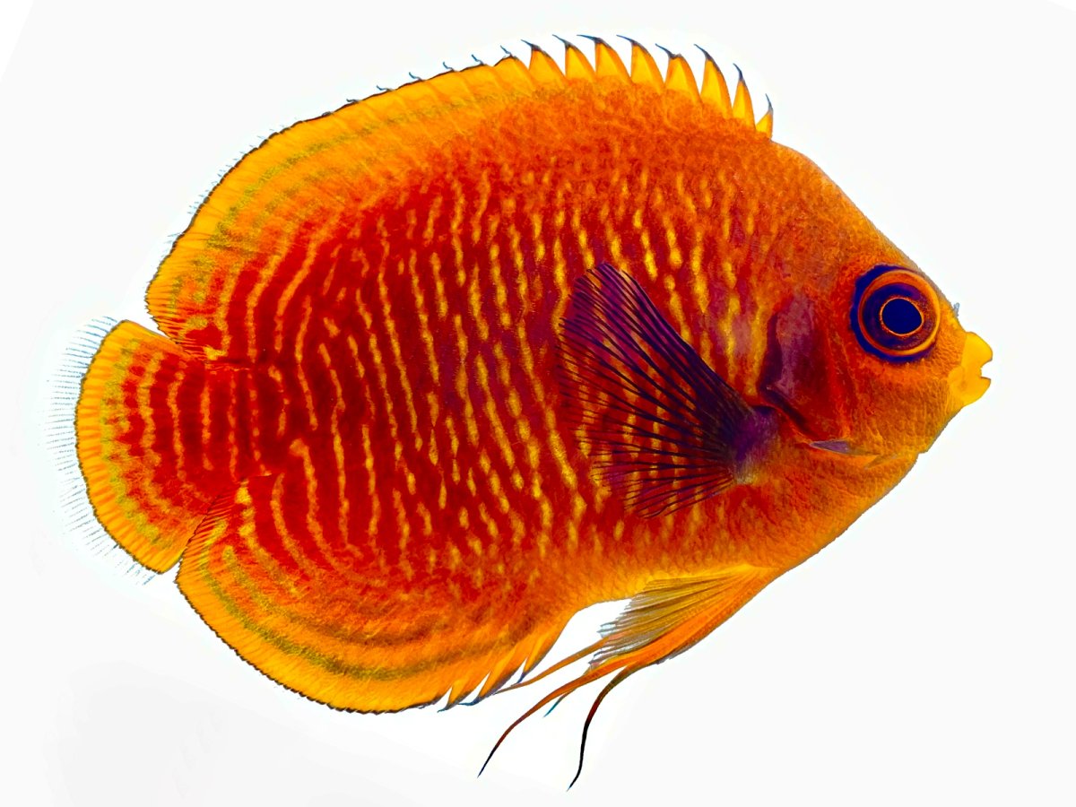 Golden Angelfish.jpg