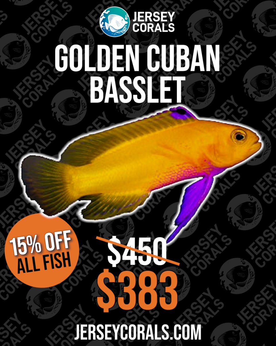 GOLDEN CUBAN BASSLET.jpg