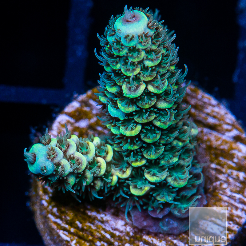 Golden Millepora 59 35.JPG