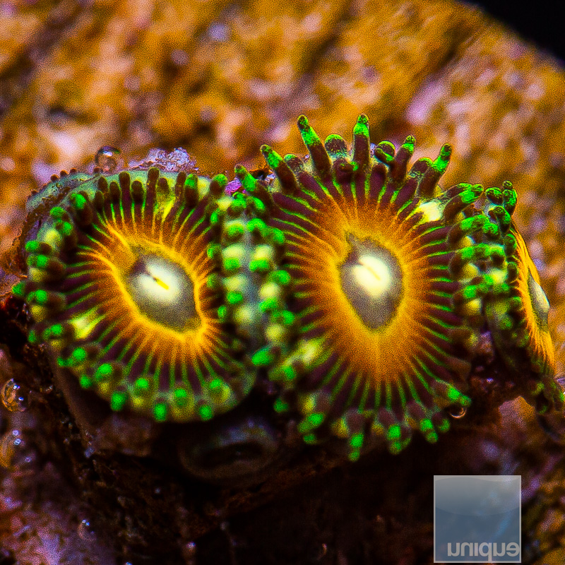 Golden Zoanthid 49 26 (1).JPG