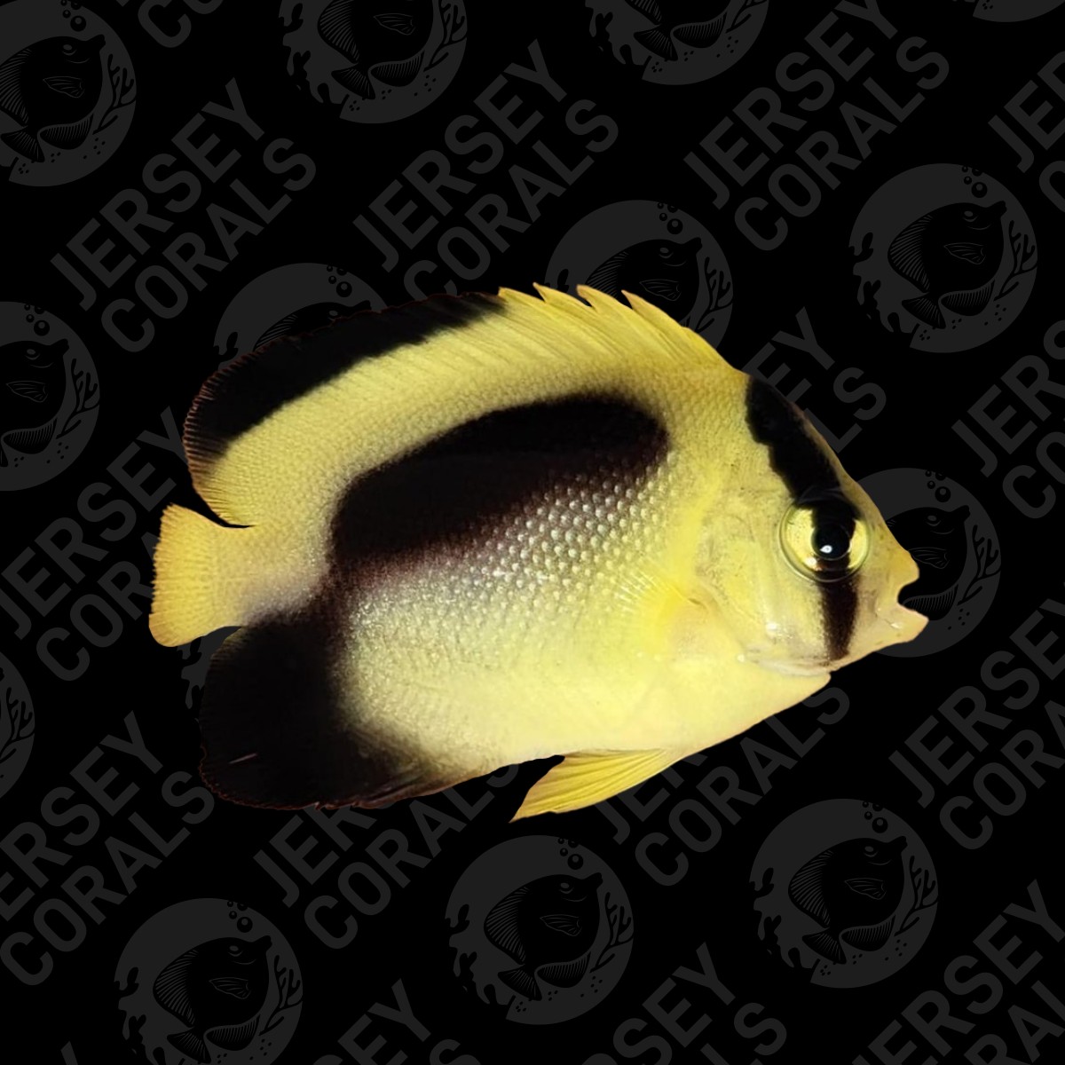 goldfalke x griffis angelfish.jpg